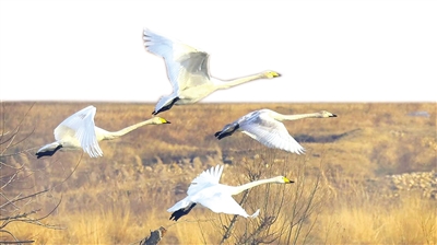 大天鹅“做客”白河