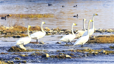 大天鹅“做客”白河