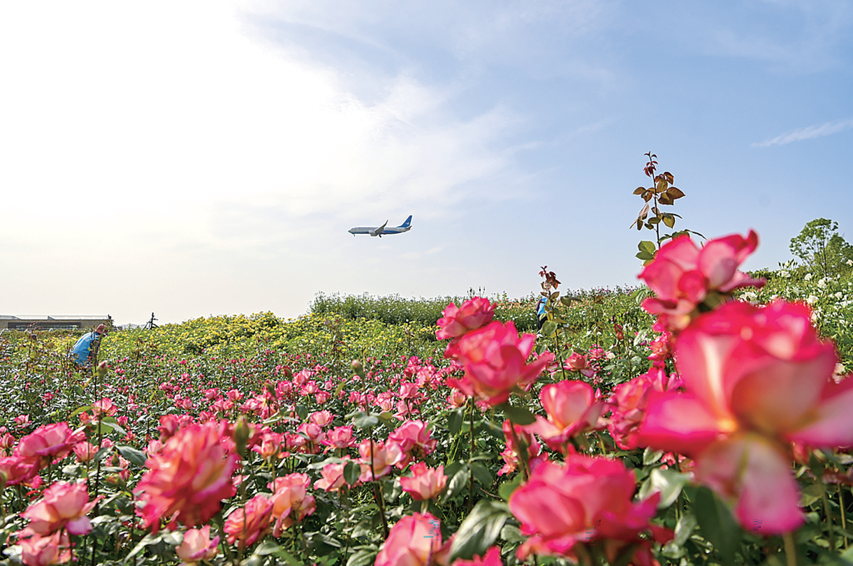 月季盛开 一路生花