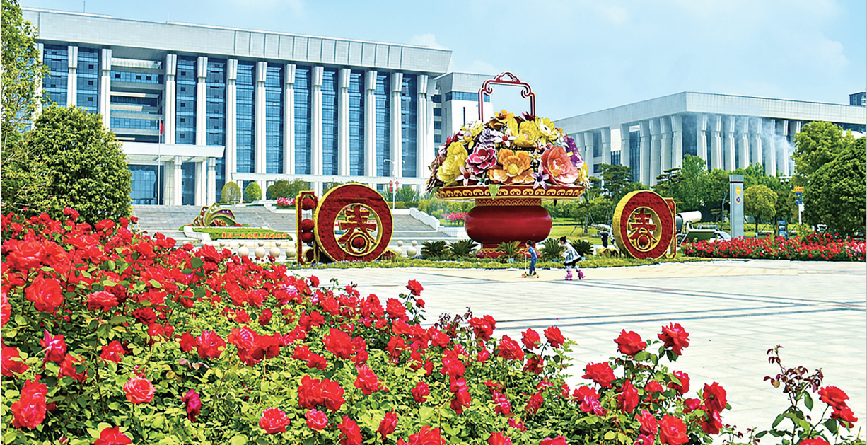 月季盛开 一路生花