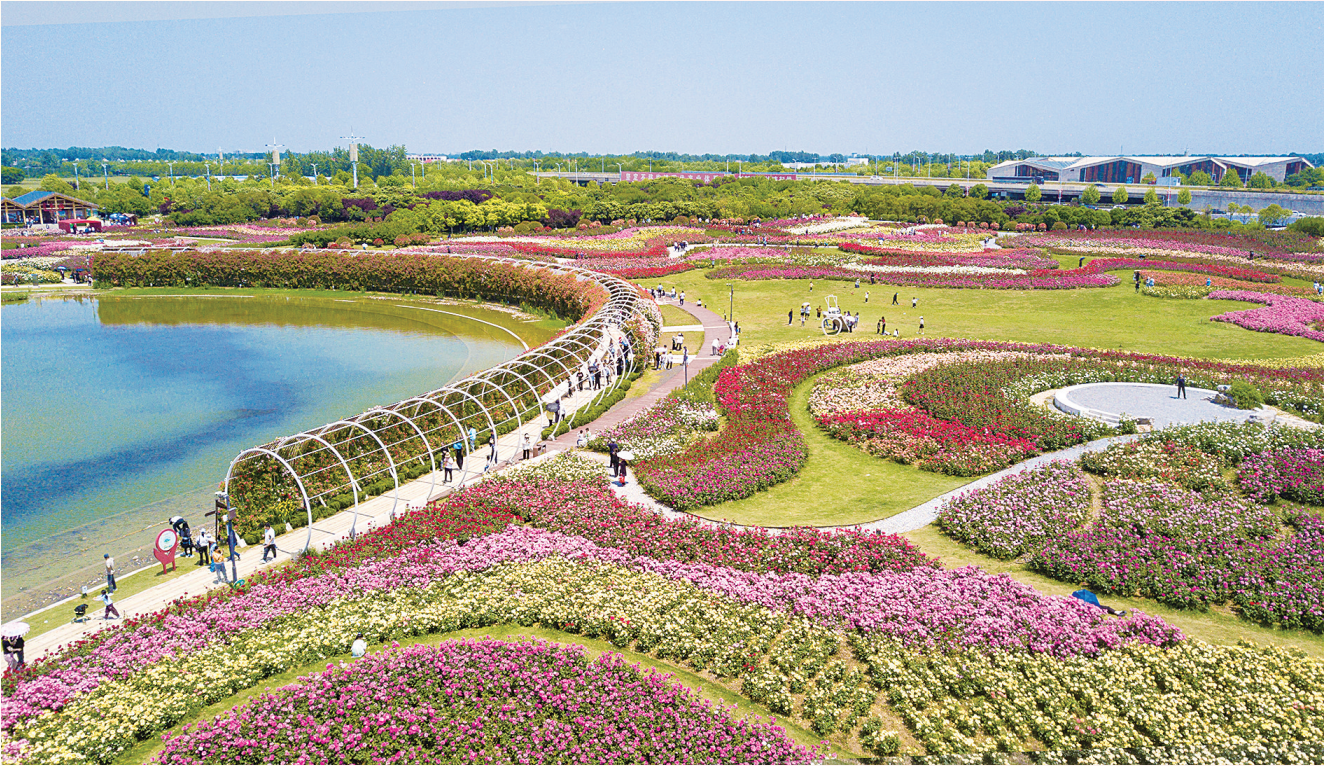 2026世界杯预测世界月季大观园景区内游人如织