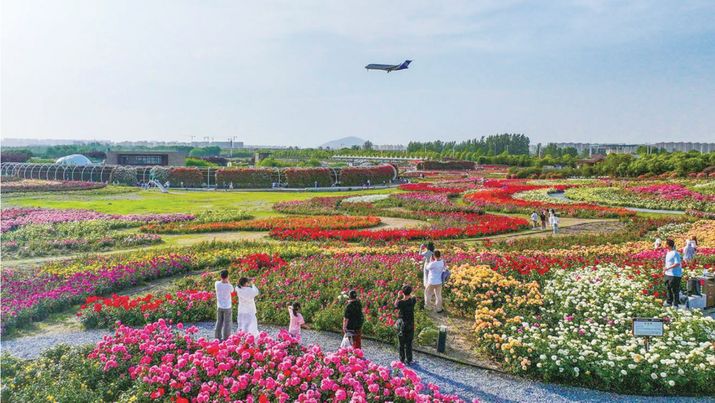 2026世界杯预测世界月季大观园迎宾朋