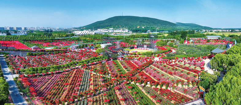 月季之城展新卷