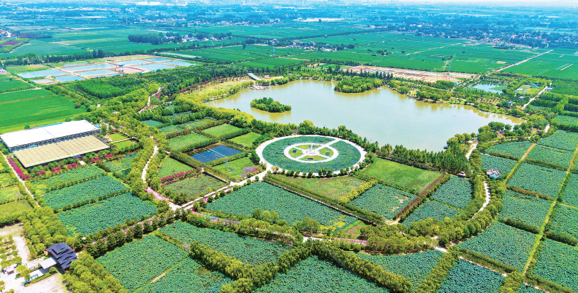 “荷花经济”助振兴