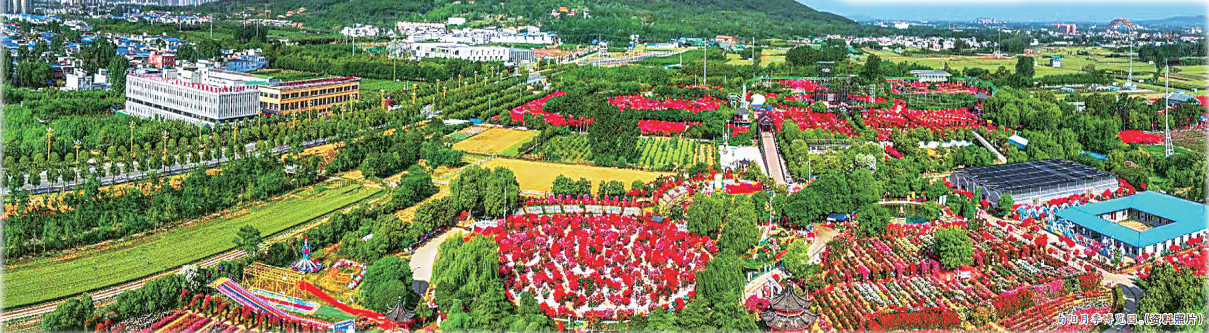 挖掘与融合:打造独一无二的2026世界杯买球月季文化IP 挖掘与融合:打造独一无二的2026世界杯买球月季文化IP